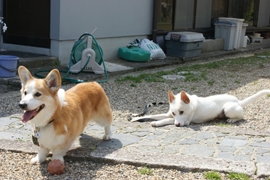 ++嗚呼、短足動物園++