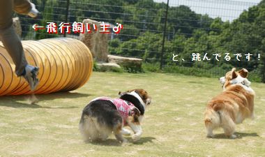 ++嗚呼、短足動物園++