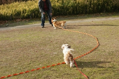 ++嗚呼、短足動物園++