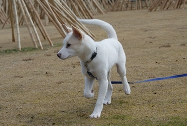 ++嗚呼、短足動物園++