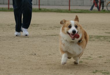 ++嗚呼、短足動物園++