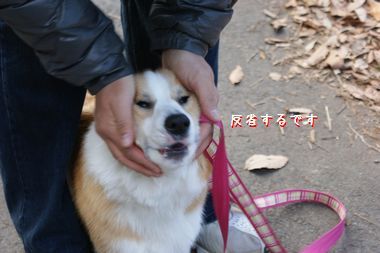 ++嗚呼、短足動物園++