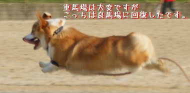 ++嗚呼、短足動物園++