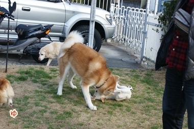 ++嗚呼、短足動物園++