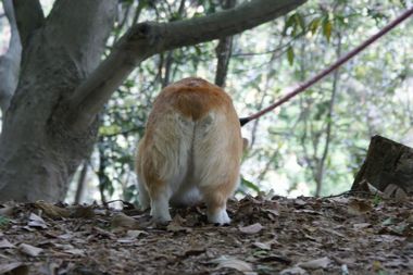 ++嗚呼、短足動物園++