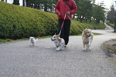 ++嗚呼、短足動物園++