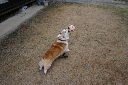 禁じられたあそび 嗚呼 短足動物園 Powered By ライブドアブログ