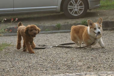 ++嗚呼、短足動物園++