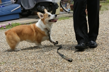 ++嗚呼、短足動物園++