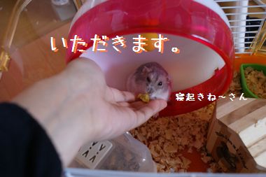 ++嗚呼、短足動物園++