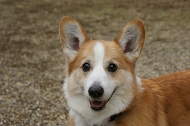 ++嗚呼、短足動物園++