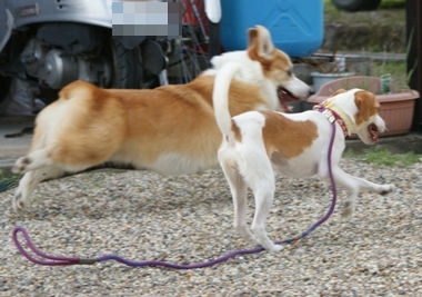 ++嗚呼、短足動物園++