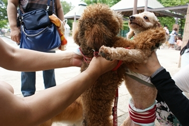 ++嗚呼、短足動物園++