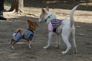 ++嗚呼、短足動物園++