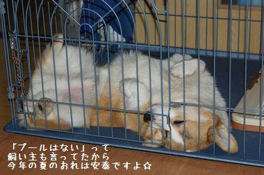 ++嗚呼、短足動物園++