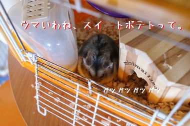 ++嗚呼、短足動物園++