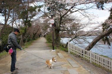 ++嗚呼、短足動物園++