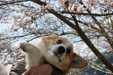 ++嗚呼、短足動物園++