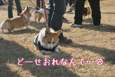 ++嗚呼、短足動物園++