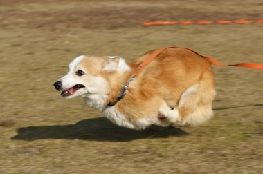 ++嗚呼、短足動物園++