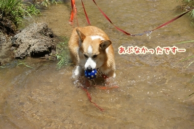 ++嗚呼、短足動物園++