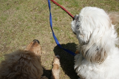 ++嗚呼、短足動物園++