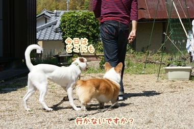 ++嗚呼、短足動物園++