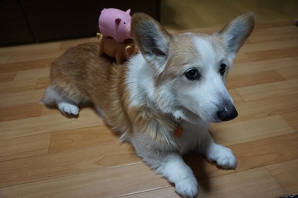 おやぶー こぶー 嗚呼 短足動物園 Powered By ライブドアブログ
