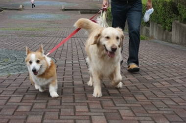 ++嗚呼、短足動物園++