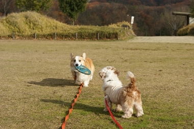 ++嗚呼、短足動物園++