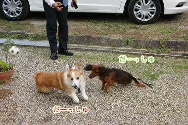 ++嗚呼、短足動物園++