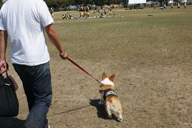 ++嗚呼、短足動物園++