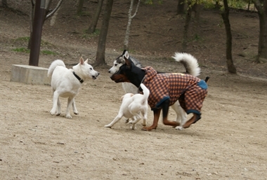 ++嗚呼、短足動物園++