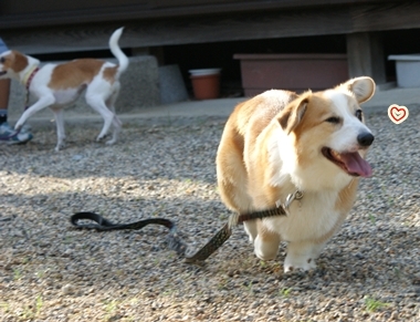 ++嗚呼、短足動物園++