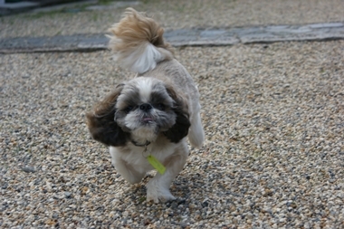 ++嗚呼、短足動物園++