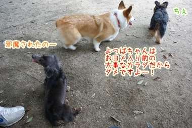 ++嗚呼、短足動物園++