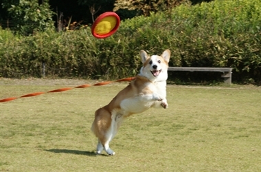 ++嗚呼、短足動物園++