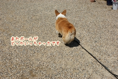 ++嗚呼、短足動物園++