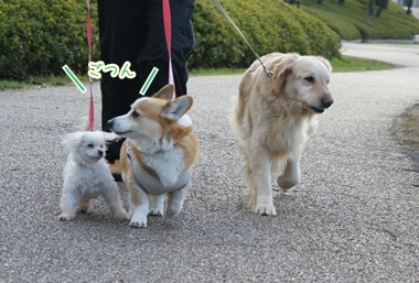 ++嗚呼、短足動物園++