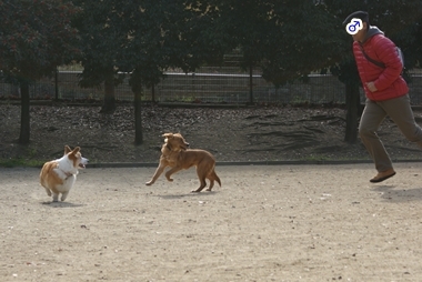 ++嗚呼、短足動物園++