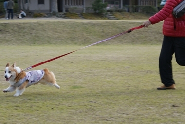 ++嗚呼、短足動物園++