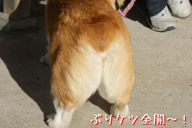 ++嗚呼、短足動物園++