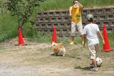 ++嗚呼、短足動物園++