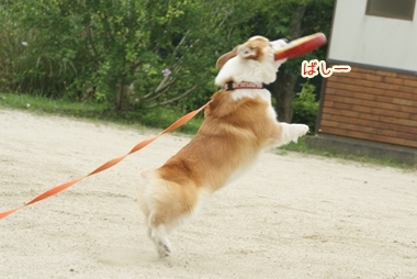 ++嗚呼、短足動物園++