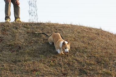 ++嗚呼、短足動物園++