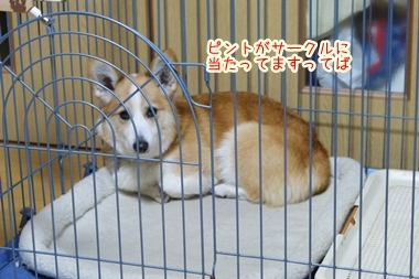 ++嗚呼、短足動物園++