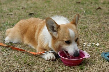 ++嗚呼、短足動物園++