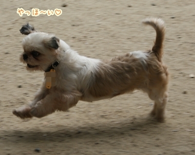 ++嗚呼、短足動物園++