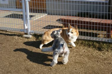 ++嗚呼、短足動物園++