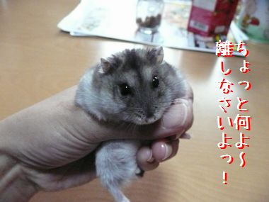 ++嗚呼、短足動物園++